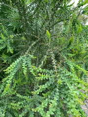 Acacia pravissima