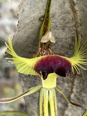 Caladenia lobata