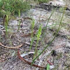 Microtis parviflora