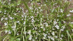Tecophilaea violiflora