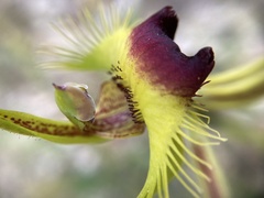Caladenia lobata