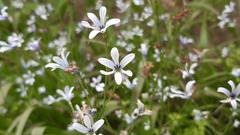 Tecophilaea violiflora