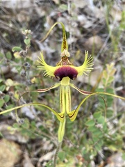 Caladenia lobata