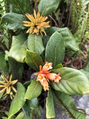 Burchellia bubalina