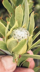 Leucadendron meridianum