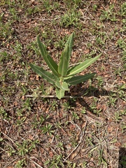 Xysmalobium undulatum