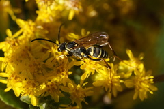Ceropales maculata