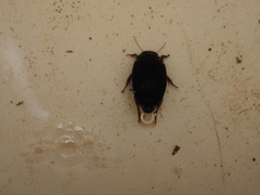 Agabinae