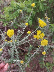 Helichrysum cymosum