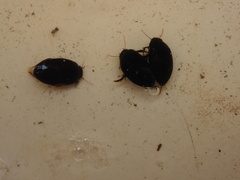 Agabinae