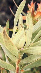 Leucadendron meridianum