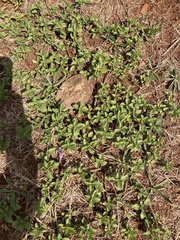 Alternanthera pungens