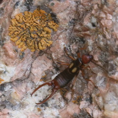 Oreasiobia fedtschenkoi