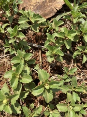 Alternanthera pungens