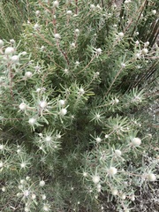 Leucadendron galpinii