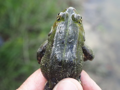 Pelophylax lessonae