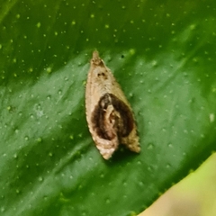 Acroceuthes metaxanthana