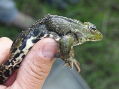 Pelophylax lessonae