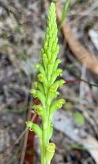 Microtis parviflora