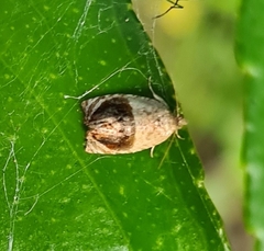 Acroceuthes metaxanthana