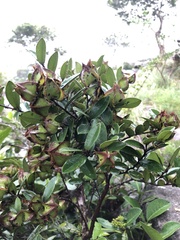 Diospyros