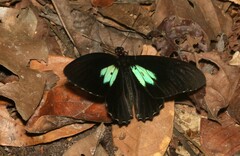 Parides sesostris