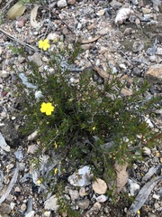Hibbertia exutiacies
