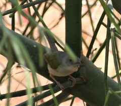 Camaroptera brachyura