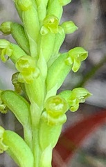 Microtis parviflora