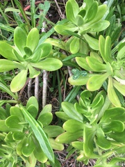 Sedum praealtum