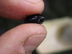 Agabinae
