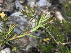 Hibbertia exutiacies