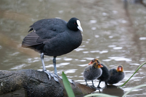 Common Coot, photo 8 of 10