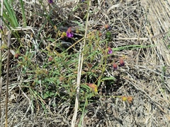 Hermannia coccocarpa