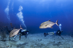 Caranx lugubris