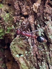 Myrmecia regularis