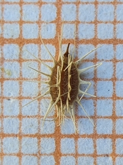 Daucus