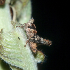 Thamithericles obsoletus