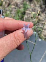 Wahlenbergia undulata