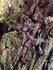 Myrmecia regularis