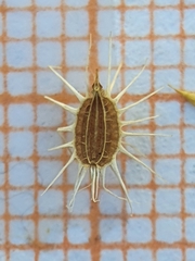 Daucus