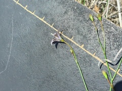 Wahlenbergia undulata