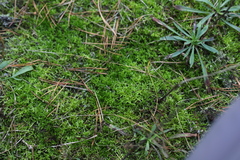 Brachythecium albicans