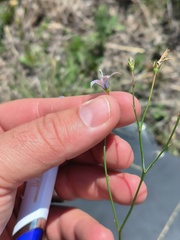 Wahlenbergia undulata