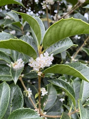 Osmanthus