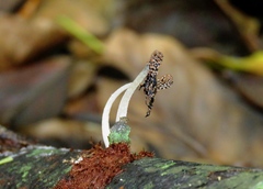 Fungi