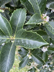 Osmanthus