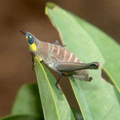 Pseudothericles jallae jallae