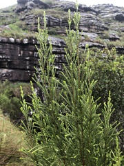 Passerina