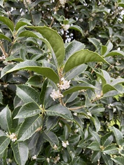 Osmanthus